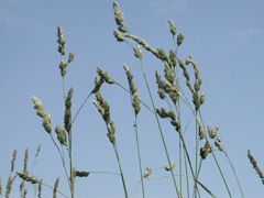 花粉症について - 根本耳鼻咽喉科クリニック