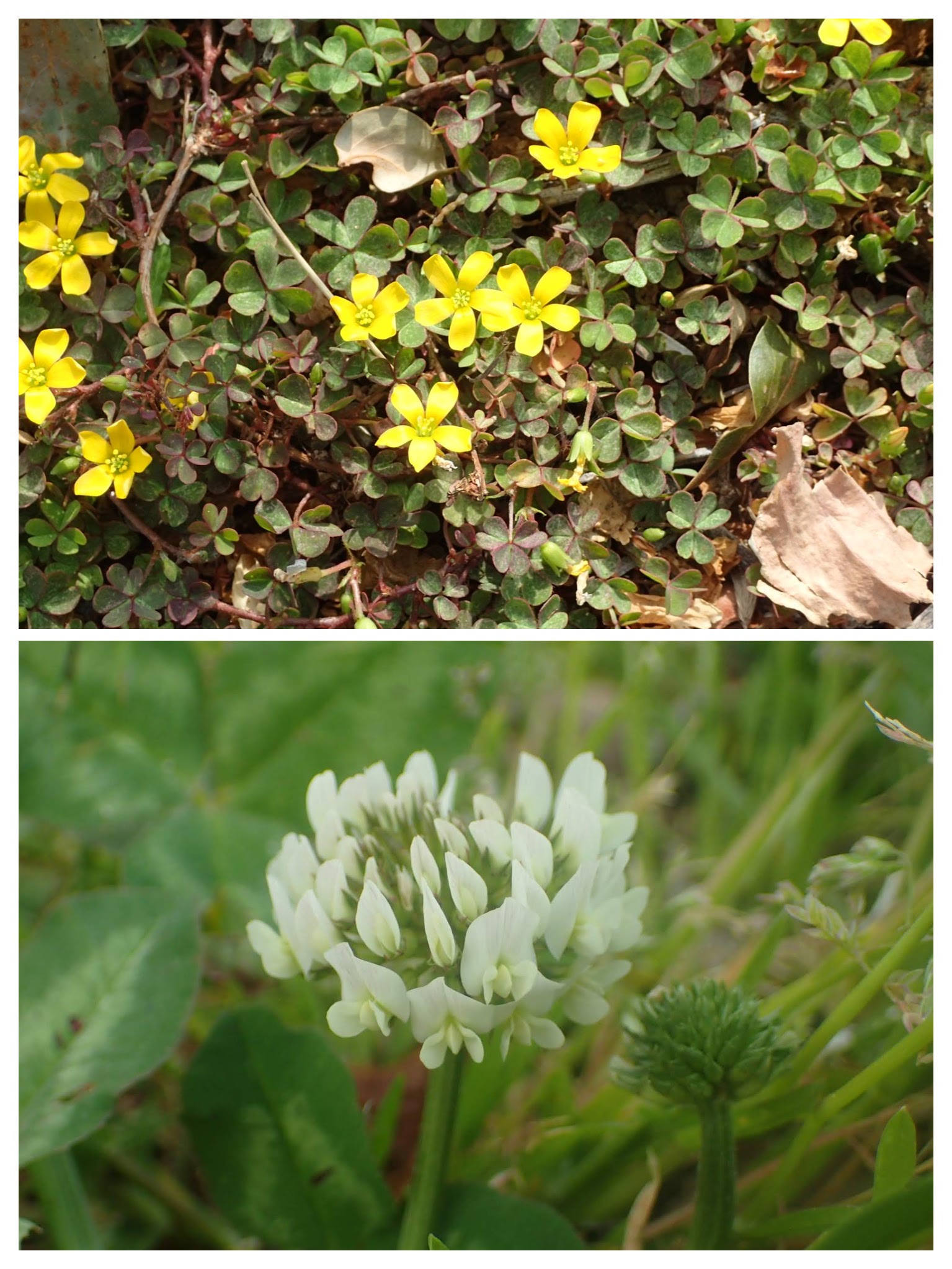 四つ葉のクローバーの見つけ方 人通りの多さが鍵！ - ウェザーニュース