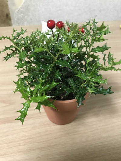 ヒメノキシス 寄せ植えリメイク小さな庭で