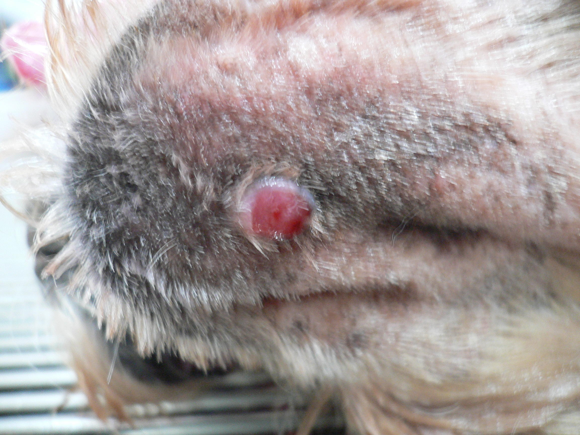 しろうま動物病院 尼崎 塚口 伊丹