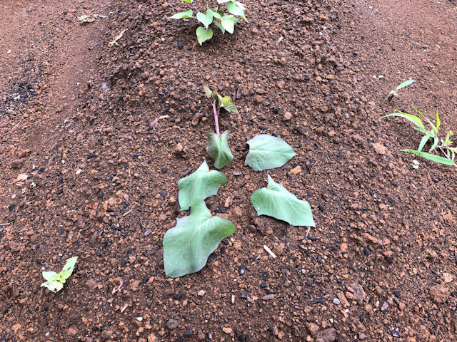 サツマイモ 「苗が枯れた!?」 大丈夫。それにはちゃんと理由があります 家庭菜園6 5追記 きゃろとと
