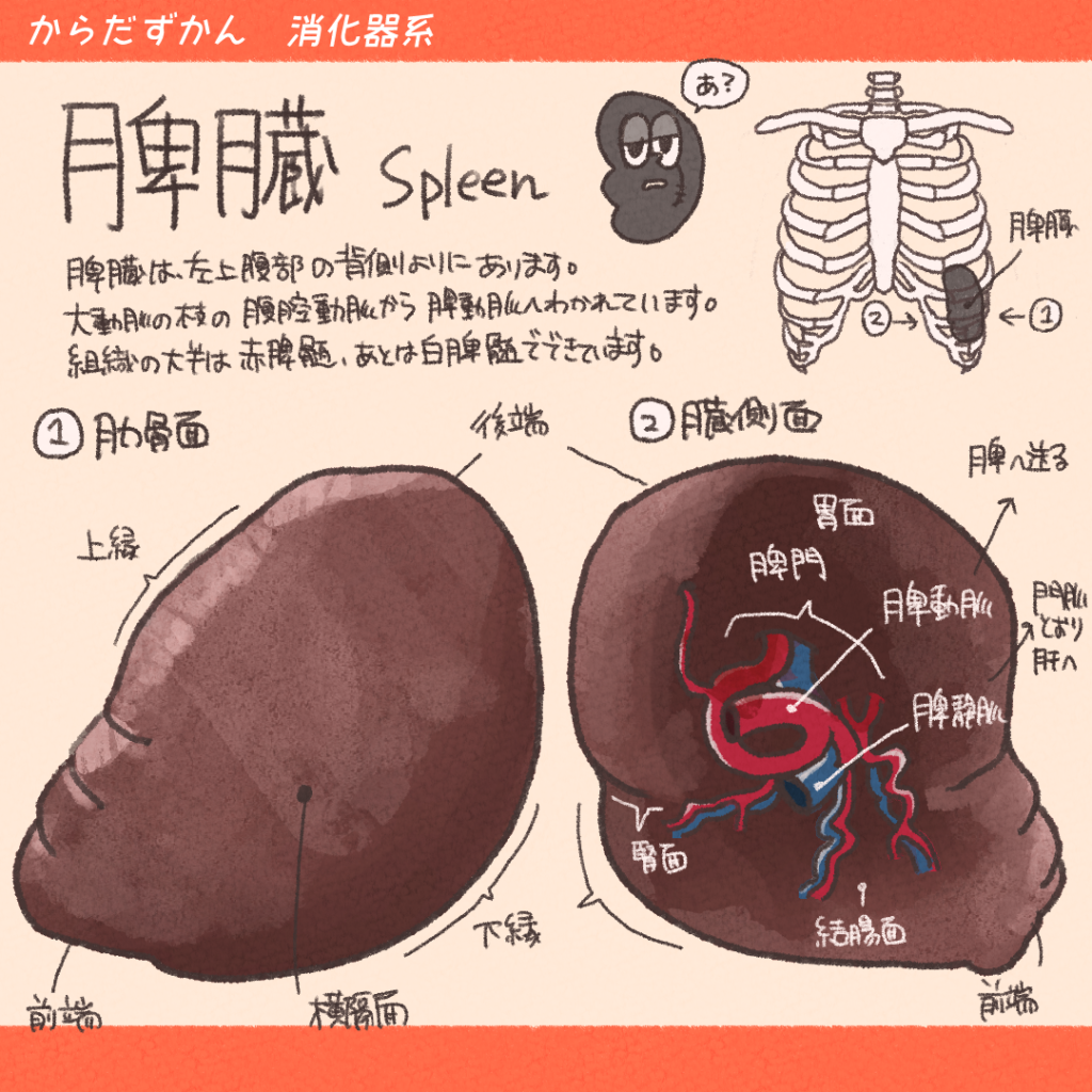 超音波検査 脾臓- たなべ内科クリニック 呉市広本町の内科・内視鏡クリニック