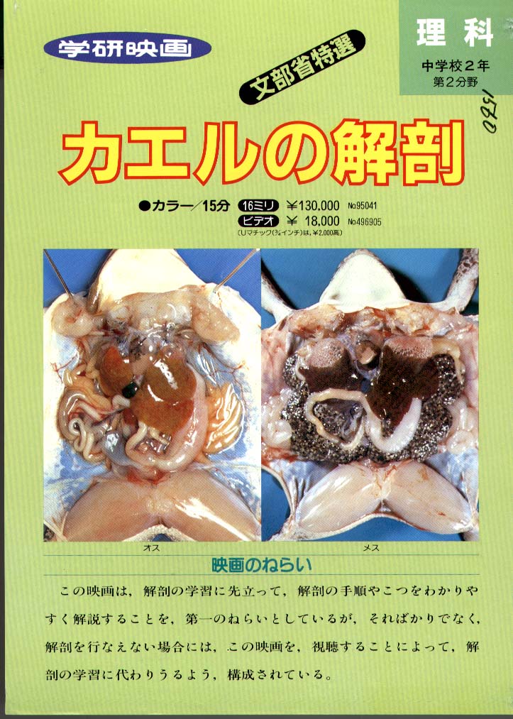 アフリカウシガエル 丸呑みの秘密！驚異の消化能力を徹底解説white frogs