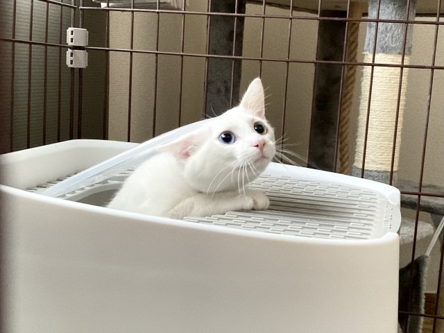 猫トイレ』を清潔に保つ方法4選 毎日取り入れたい工夫や掃除のコツまで - Yahoo! JAPAN