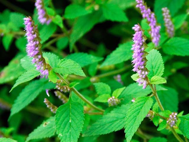 ナギナタコウジュ