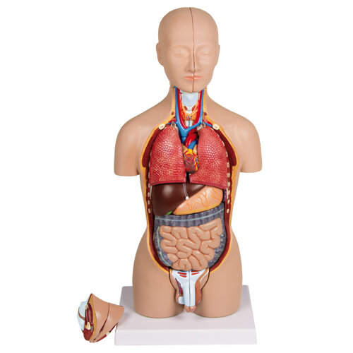 人体模型 女性 のイラスト素材43672862- PIXTA