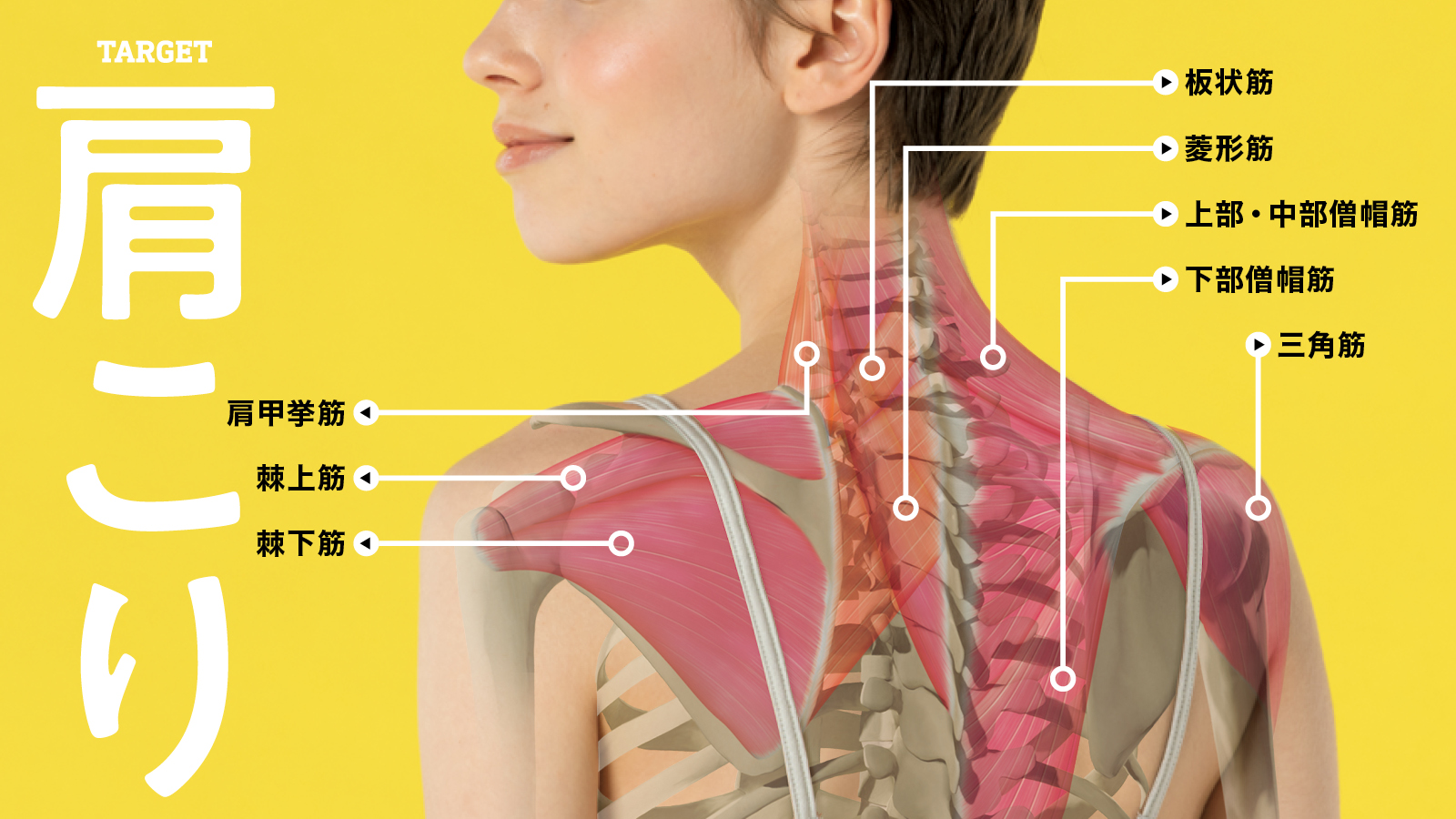 肩こり解消」に効果的なツボファイテン株式会社 phiten