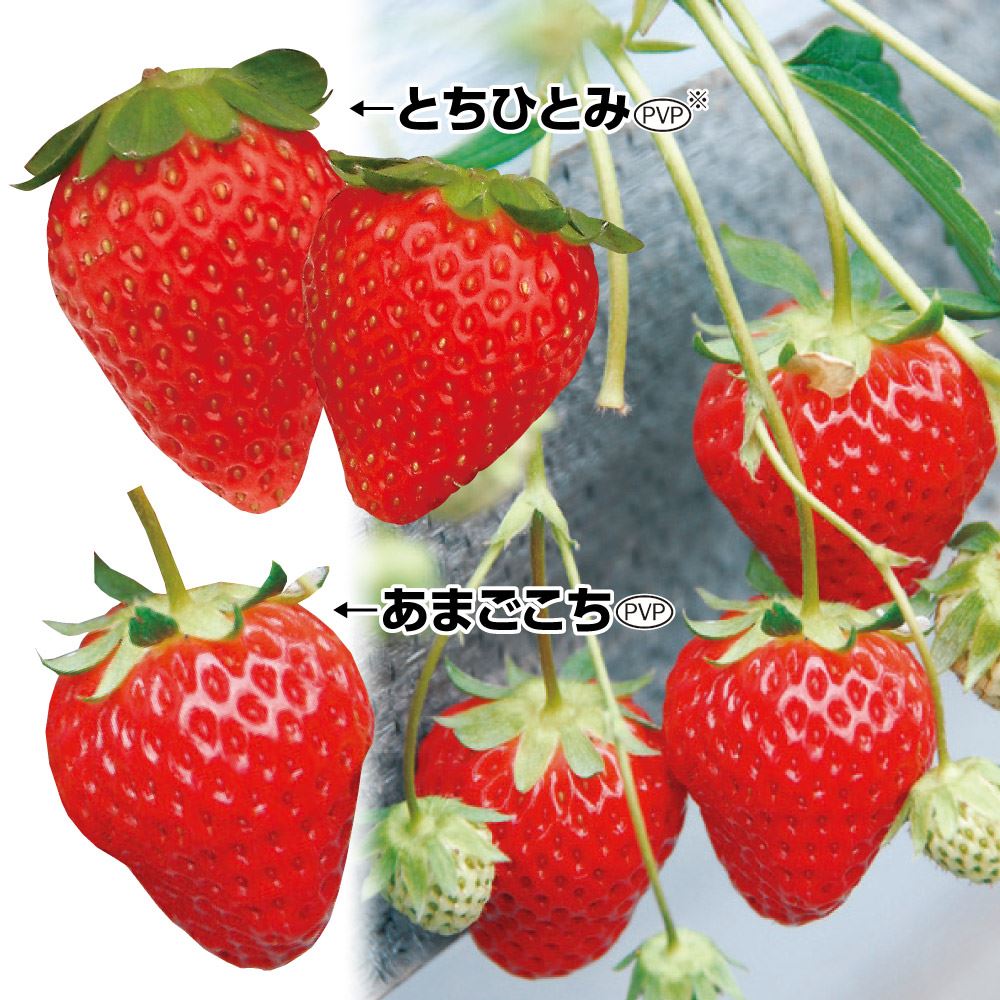 四季成りいちご あまごこち |  株式会社ハクサン｜信頼ある植物、園芸資材を取扱う花卉園芸界の総合商社（花苗、種子、観葉・鉢物植物、ガーデニング、園芸資材）