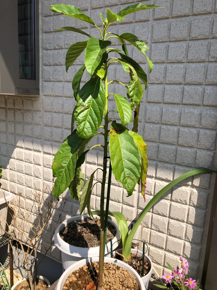 ベランダでアボカド栽培 観賞用として そだレポ 栽培レポート byすくすくみんなの趣味の園芸