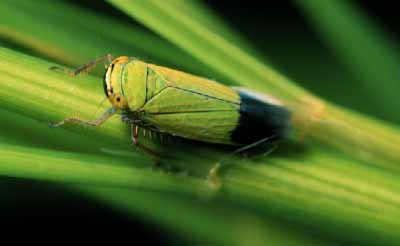 ツマグロオオヨコバイ 羽化直後我が家の庭の生き物たち都内の小さな庭で- 楽天ブログ