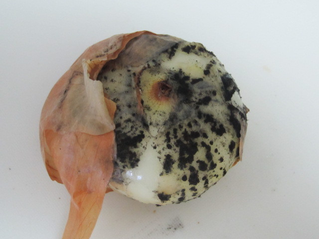 タマネギ カビタマネギ栽培.com