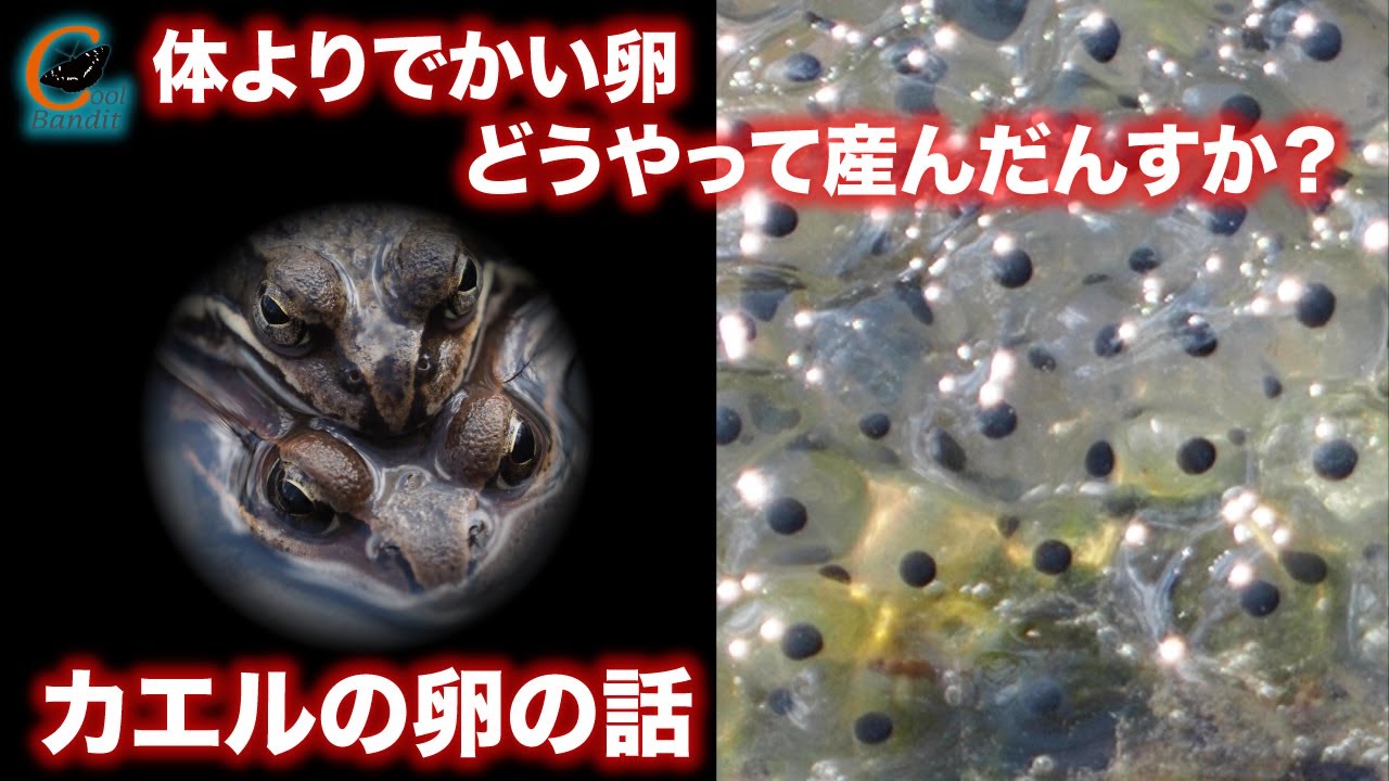 アカガエルの卵探しに出かけよう！ - NACS-Jの自然保護