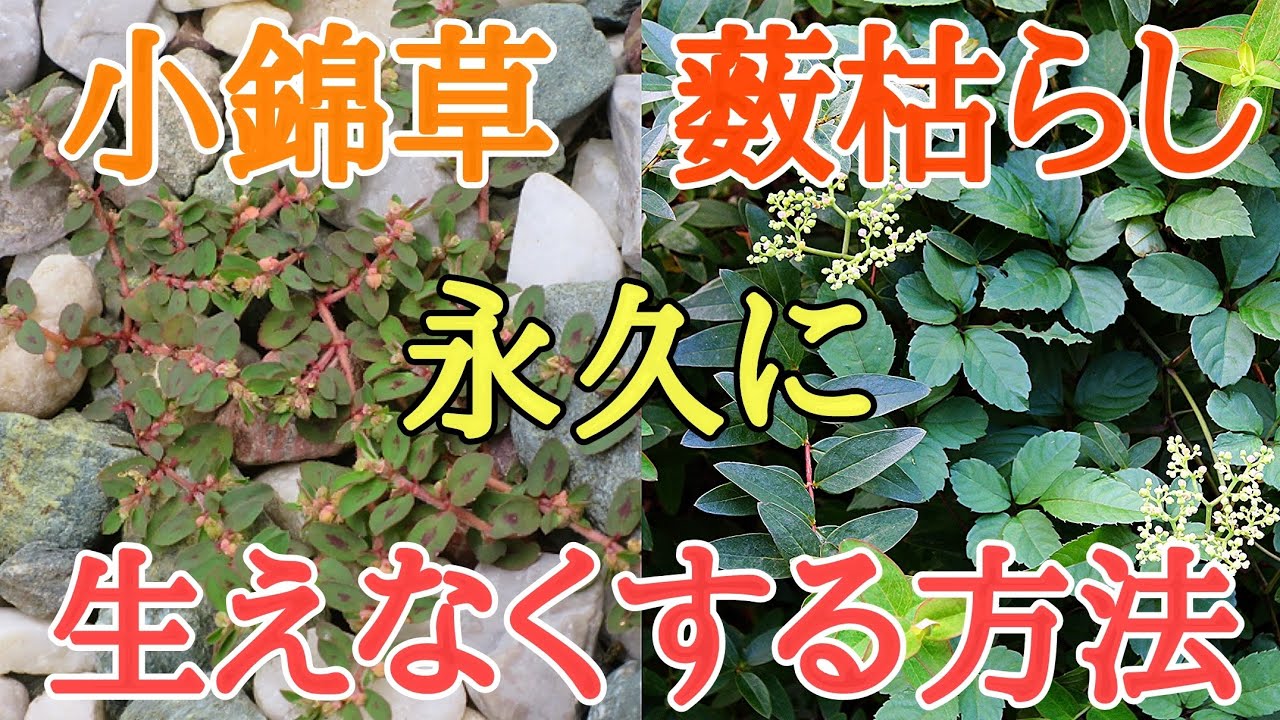 ボンド草の正式名称はコニシキソウ！ 毒性のある白い液を出す植物の駆除にはアリが鍵？ - 蓼食う虫も好き好き