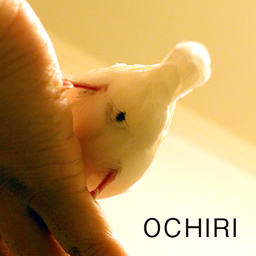 コトのおちり@maihimemocoX