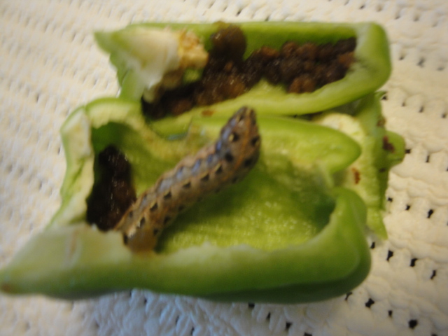 ピーマン・シシトウ 害虫: こうち農業ネット