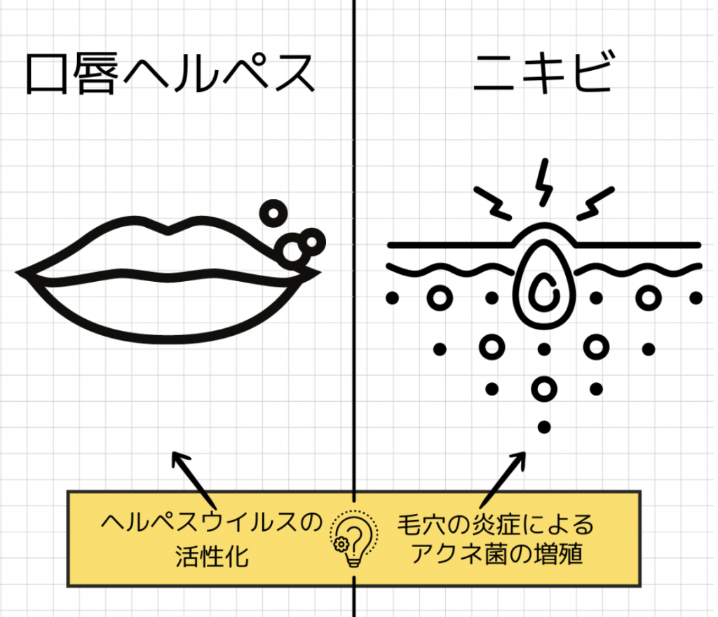 口唇ヘルペス気になる皮膚症状を調べる│マルホ株式会社皮膚_部位・症状 疾患検索