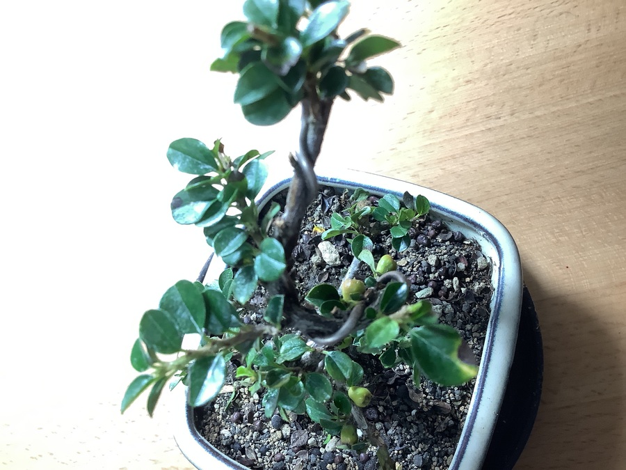 Amazon.co.jp: 『白紫檀』シロシタン ミニ盆栽 泰寿園 Online白 : DIY・工具・ガーデン