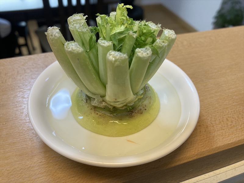 葉大根の栽培！生育に必要な肥料や収穫の時期、ポイントを紹介しますとなりのカインズさん