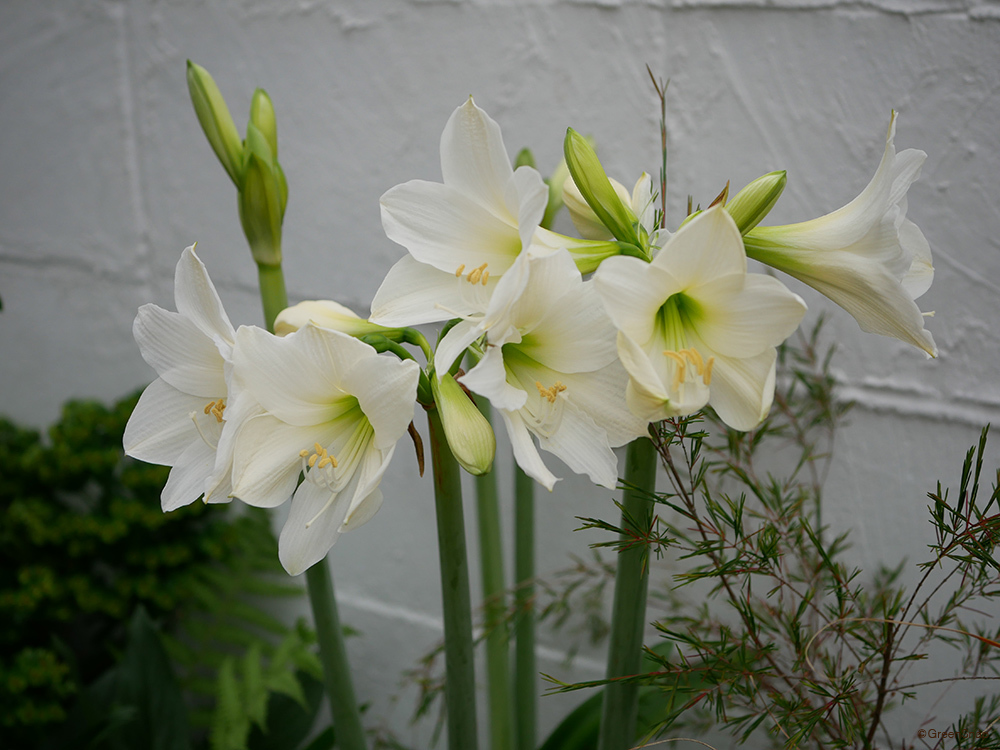 アマリリスの育て方植え替えや株分け、冬越しなど栽培のコツを初心者向けに解説コーナンTips