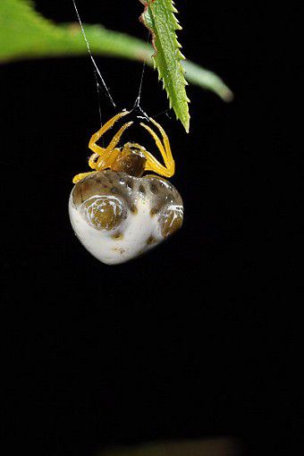 部屋の隅にこーゆうのがあります。何でしょう。部屋を掃除した時に蜘蛛を見つけまし- Yahoo!知恵袋