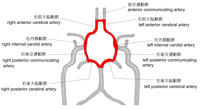 脳の血管 脳底の動脈 大脳動脈輪を中心に