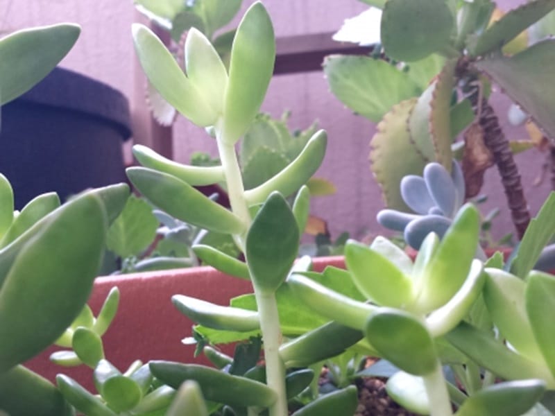 恐怖の黒腐病にやられた多肉まぶさんのガーデニング