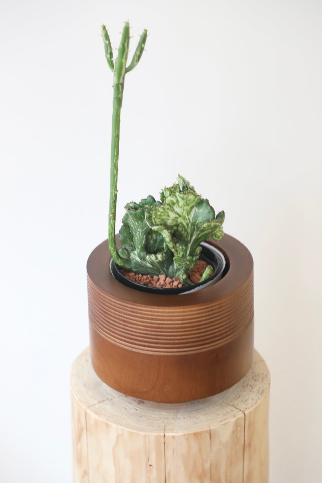 ユーフォルビア・オンコクラータ