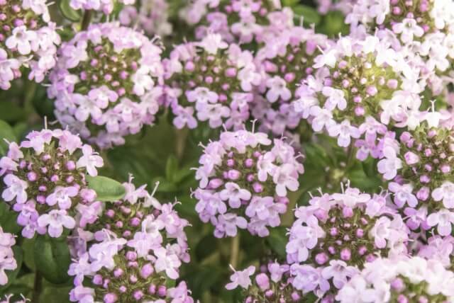 クリーピングタイム植えてはいけない理由と後悔しないための対策ガイド観葉植物のある暮らし