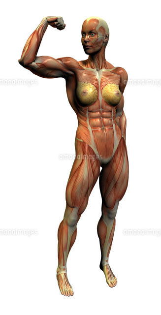 筋肉女子を描いたイラスト特集