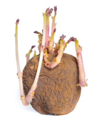 芽が出てしまったじゃがいも。食べても大丈夫？徳島の産直市 喜多野安心市 の２代目が伝えたい！やさいの話とか、農業の話とか