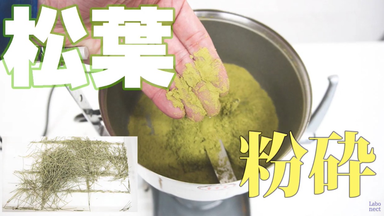 生の葉から松葉茶を作ってみる サバイバル方式？- がらくたはたから