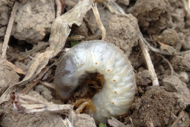 押さえておきたいおきたいサトイモの害虫！サトイモ栽培5つの害虫とその防除方法産直プライム.labブログJA連携！産地直送通販なら産直プライム