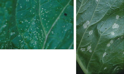 病害虫・生理障害情報 野菜栽培での病気 害虫 生理障害情報タキイの野菜タキイ種苗