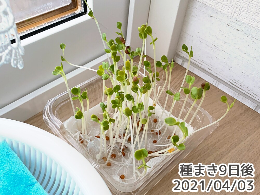 葉大根」を水耕栽培しています。アオムシの食害を受けることなく、収穫できるでしょうか？ - 春色ソレイユ