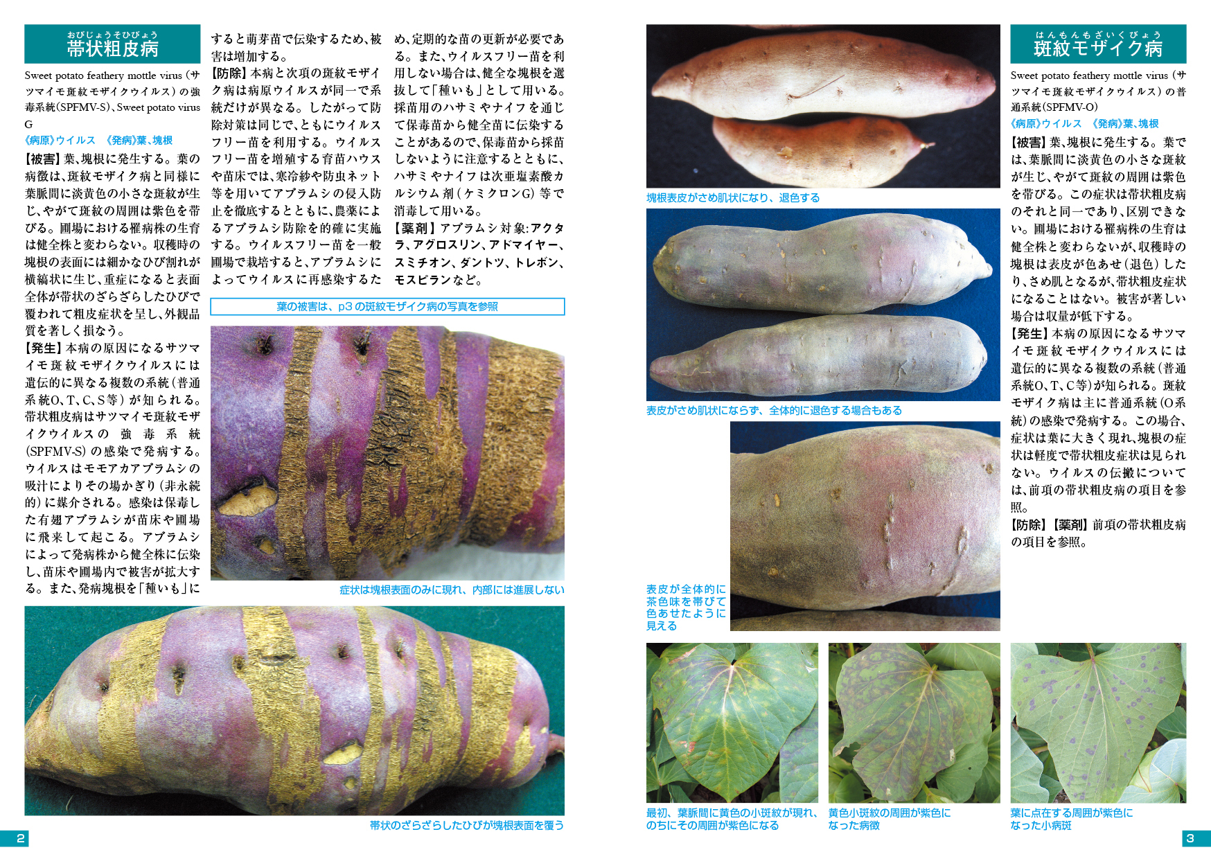 さつまいも 虫食い 病気 動物? - 農業屋