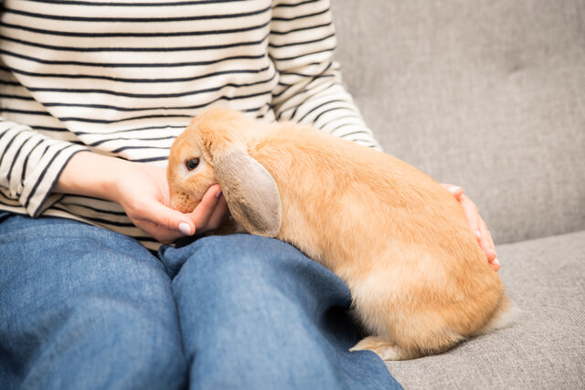うさぎがケージを噛むのはなぜ？理由や対策法についてご紹介UCHINOCO ＜うちの子＞