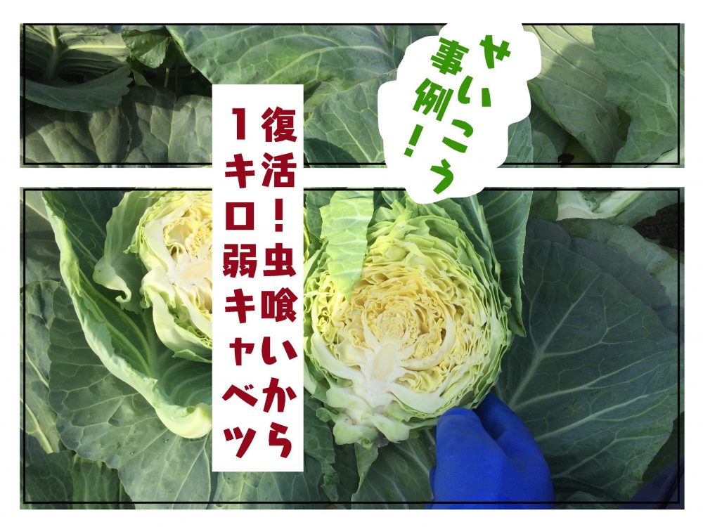 虫食いキャベツ 写真素材324524- フォトライブラリ