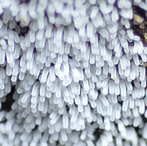 ツノホコリなうひあdiary