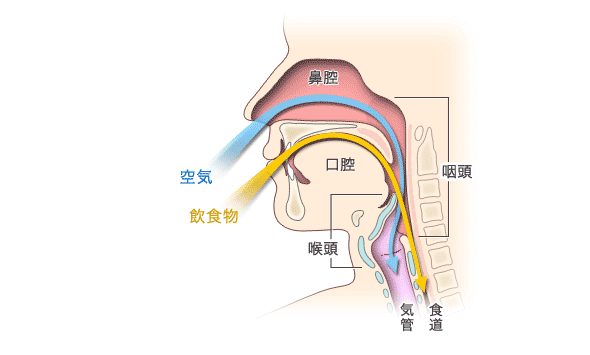 目で見るのどの病気東京都世田谷区の耳鼻咽喉科 外科 内科「はたのクリニック」