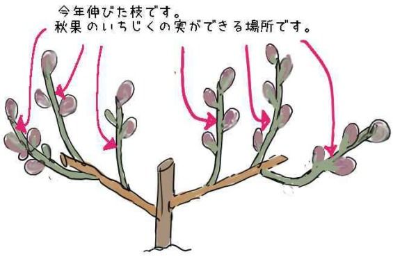 いちじく 初心者の方へ。イチジク の剪定を樹形別に詳しく解説 育て方