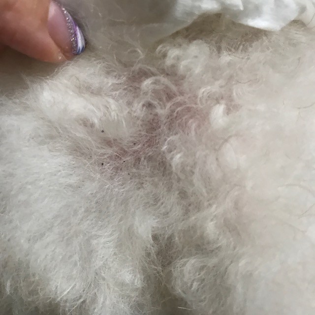 虫刺され - 巣鴨千石皮ふ科