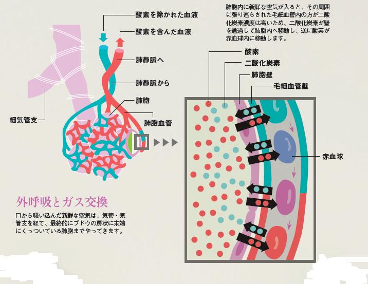 呼吸のメカニズム呼吸する 4看護roo! カンゴルー
