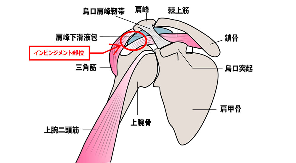 肩こり解消におすすめな肩甲骨ストレッチ 手軽に取り組みやすいメニューを紹介SIXPAD－シックスパッド公式サイト