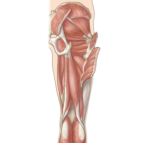 12,215 人体 筋肉 High Res Illustrations - Getty Images人体図, 人体模型, 人体 骨