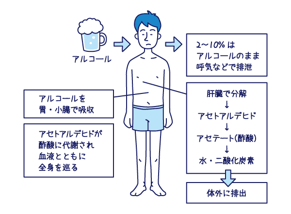 うぃ〜ヒック。酒酔いってなんれすか〜？ - Lab BRAINS