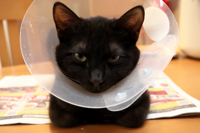 愛犬に フェルトで簡単「エリザベスカラー」の作り方長野県幼児体育・和っぴーくらぶ・SARAの一日一善♪ブログ