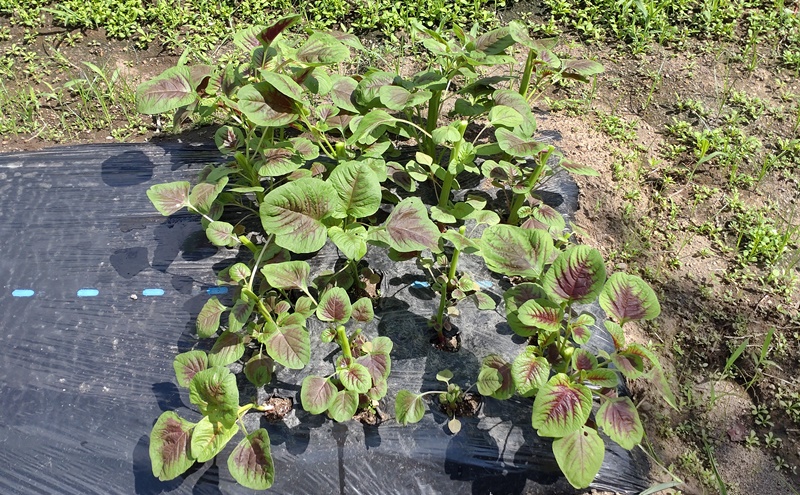 Rau dền ヒユナ・食用アマランサス 栽培 - 分子生物学者が菜園をやってみた