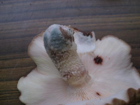 マッシュルームの冷凍保存方法は？レモンなしでも良い？まずい・黒い場合の原因も紹介！ どうぞ召し上がれWEBマガジン