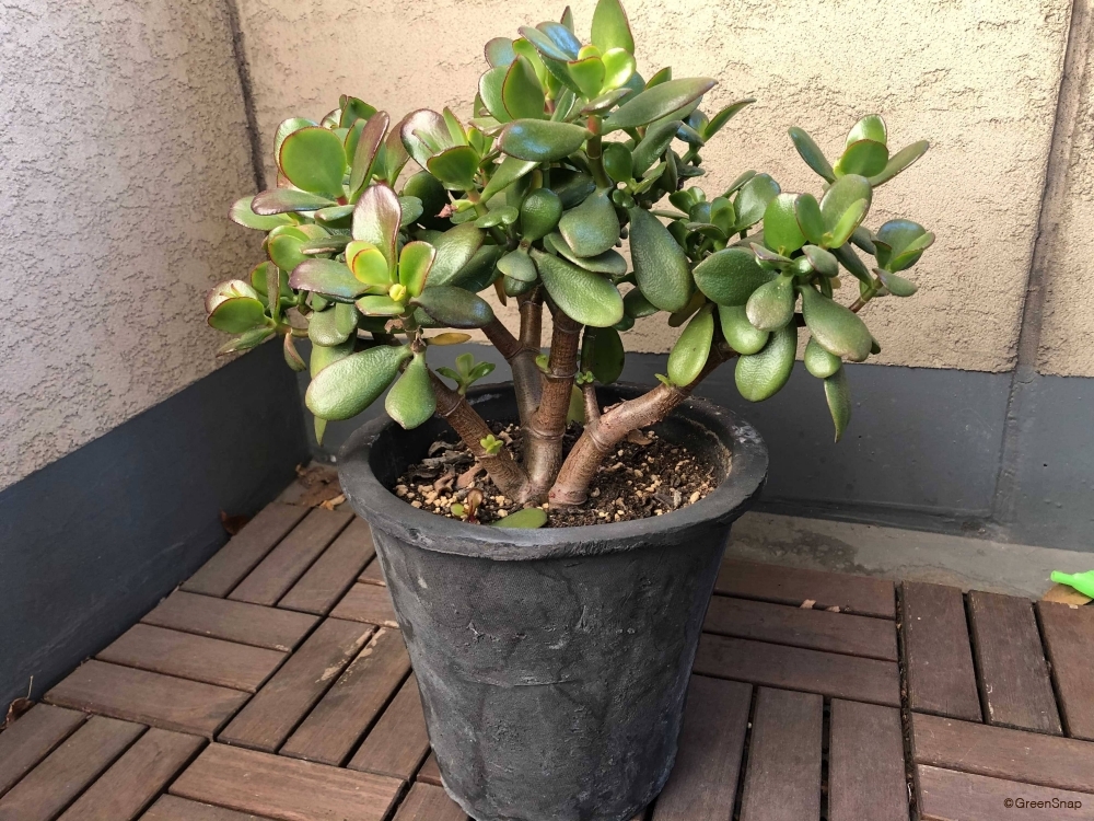 金の成る木が変です誰か助けて下さい園芸日記byヤマガラみんなの趣味の園芸187459