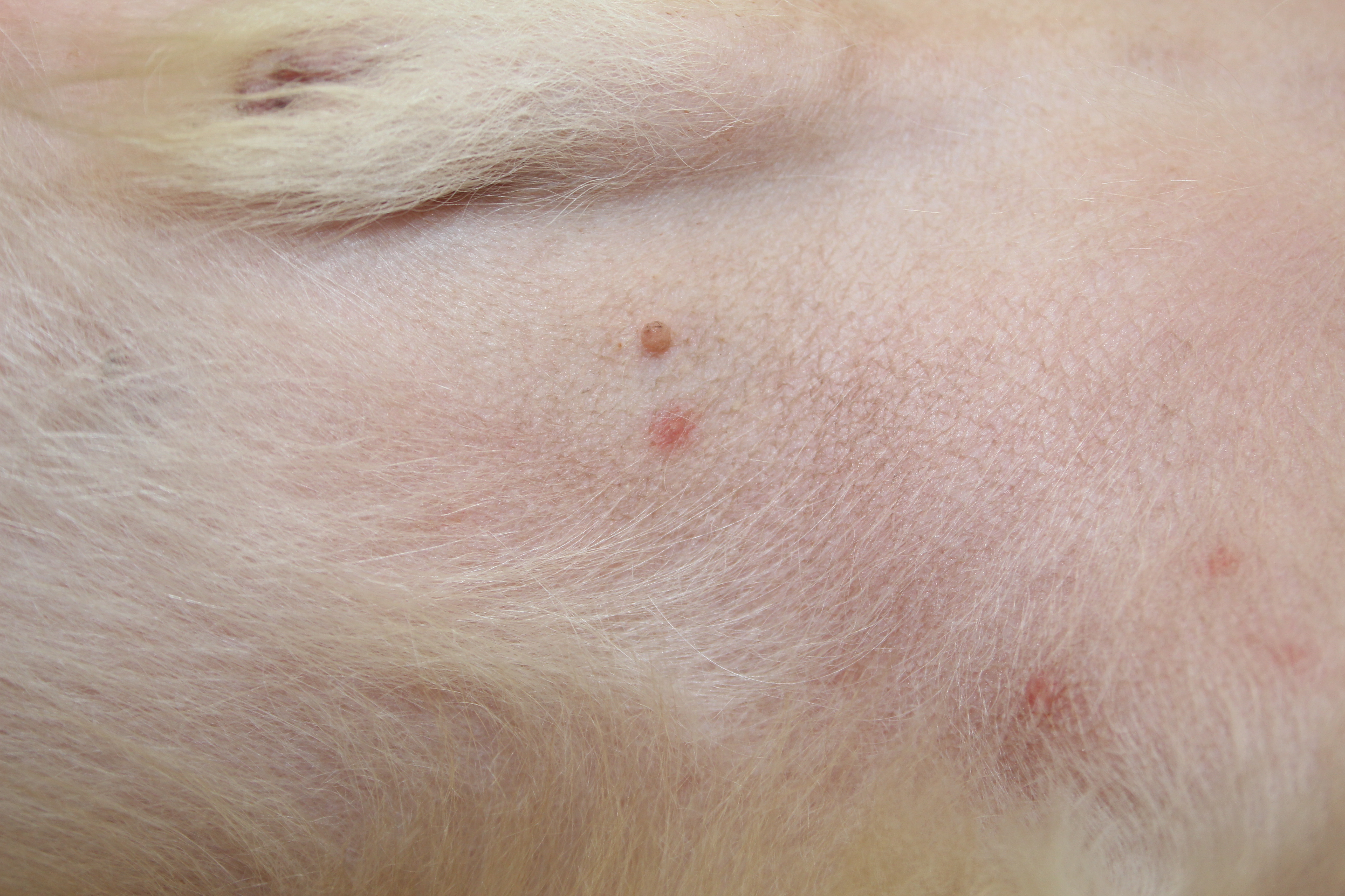 犬の良性腫瘍「イボ」について☆トリミングで早期発見ペットサロン睦のブログ